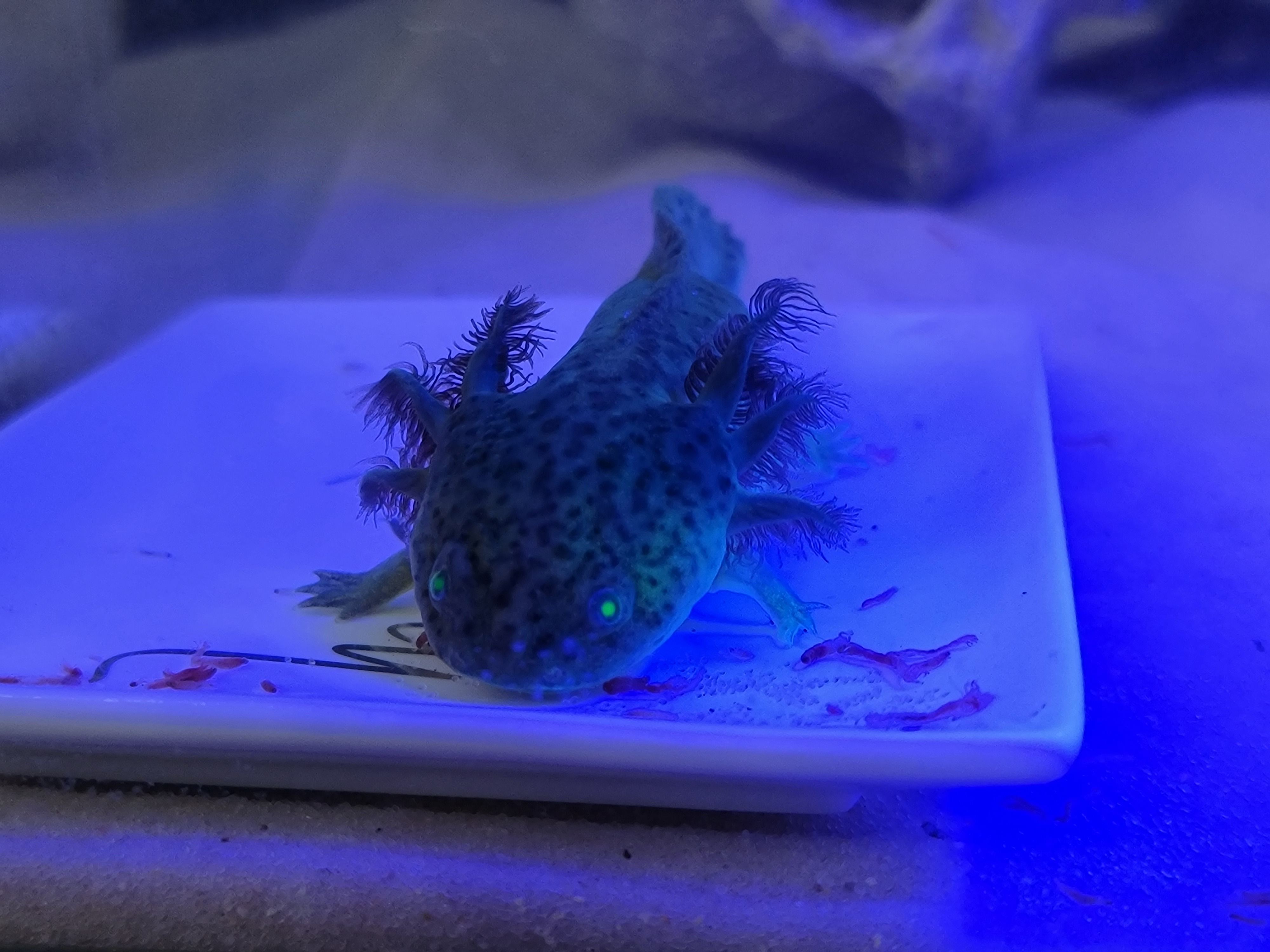 Poseidon